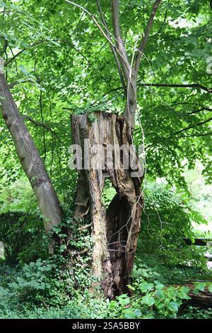 Großer brauner Baumstumpf mit Loch in der Mitte. Grüne Vegetation um sie herum. Sommer, Schweden, Europa. Stockfoto