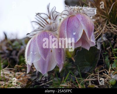Frühlingspastblume auch Lady of the Snews genannt, die in den hohen Bergen des Engadin im Samnaun wachsen. Schweiz, Alp Laret. Stockfoto