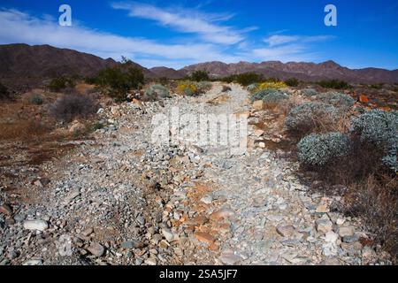Brittlebush blüht entlang der Feldstraße Stockfoto