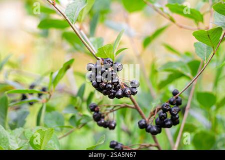 Beeren Aronia melanocarpa oder schwarze Aronia auf einem Busch. Nahaufnahme. Stockfoto