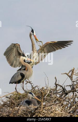 USA, Südtexas. Aranas National Wildlife Refuge, großer blauer Reiher, Nistmaterial Stockfoto