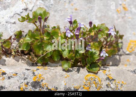 Nahaufnahme von Efeublättrigen toadflaxblüten (cymbalaria muralis) in Blüte Stockfoto