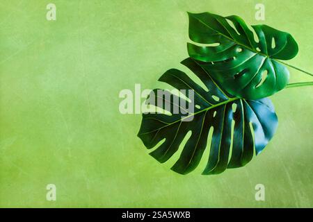 Schöne grüne Monstera-Blätter über einem helleren rustikalen Hintergrund mit freiem Platz für Text. Stockfoto