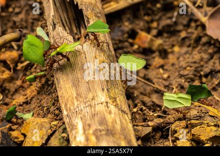 Costa Rica, Parque Nacional Carara. Blattschneider-Ameisen mit Blättern. Stockfoto