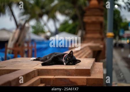 Eine Straßenkatze mit einem Spritzer weiß auf der Brust sonnt sich in der Nachmittagssonne und zeigt die Widerstandsfähigkeit und Schönheit von Balis Katzenbewohnern Stockfoto