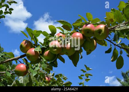 Äpfel auf dem Baum gegen blauen Himmel Stockfoto