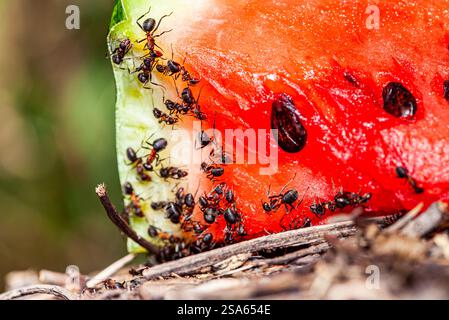 Ameisen sind schwarz auf Wassermelonenrinde, Nahaufnahme, selektiver Fokus Stockfoto