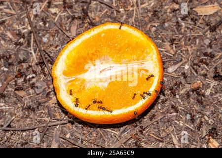 Makroaufnahme eines kleinen Ameisenarbeiters, der zuckersüße Nahrung isst. Detailliertes Foto in Großbritannien. Stockfoto