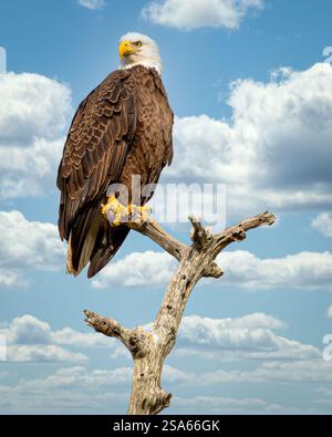 Der Weißkopfseeadler sitzt im Baum und sucht nach Nahrung. Stockfoto