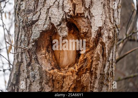 Ein Baumstamm mit einem Loch darin. Das Loch ist wie ein Herz geformt. Der Baumstamm ist braun und hat eine raue Textur Stockfoto