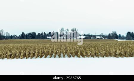 Winter-Feld Stockfoto