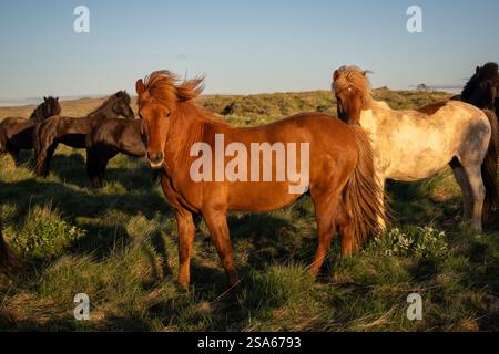 Gruppe isländischer Pferde, die in einem ländlichen Grasland bei Sonnenuntergang im goldenen Kreis mit Vik in Island weiden Stockfoto