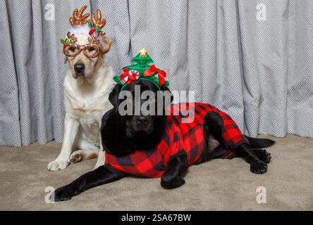 USA, Arizona, Buckeye. Labrador Retriever verkleidet zu Weihnachten. (PR) Stockfoto