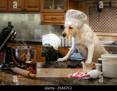 USA, Arizona, Buckeye. Labrador Retriever verkleidet als Köche in der Küche. (PR) Stockfoto