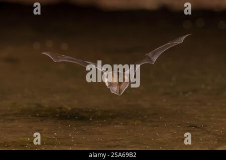 Big Brown bat Skimming Teich für einen Drink, Pima County, Arizona. Stockfoto