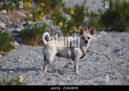 Mission Creek Preserve, Colorado Desert, Kalifornien Stockfoto