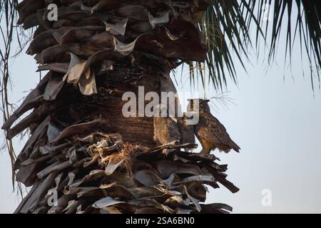 Große Horneule und Eulen, Coachella Valley, Kalifornien Stockfoto
