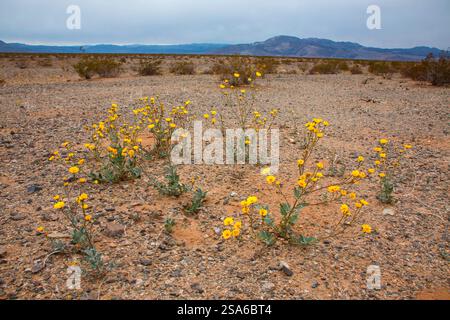 Zarte Frühlingsblumen in der Black Eagle Mine Road, Kalifornien Stockfoto