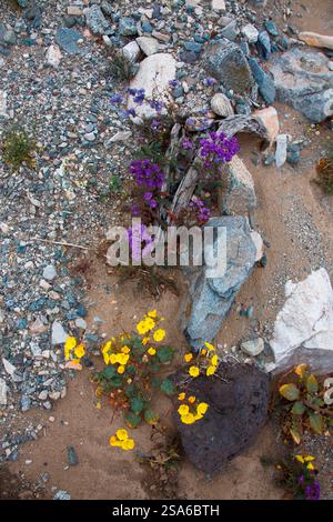 Zarte Frühlingsblumen in der Black Eagle Mine Road, Kalifornien Stockfoto