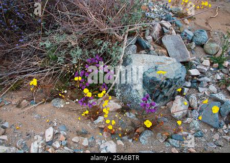 Zarte Frühlingsblumen in der Black Eagle Mine Road, Kalifornien Stockfoto