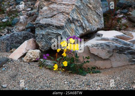 Zarte Frühlingsblumen in der Black Eagle Mine Road, Kalifornien Stockfoto