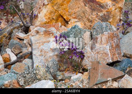 Zarte Frühlingsblumen in der Black Eagle Mine Road, Kalifornien Stockfoto