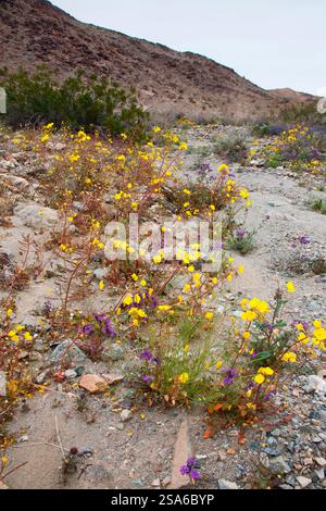 Zarte Frühlingsblumen in der Black Eagle Mine Road, Kalifornien Stockfoto
