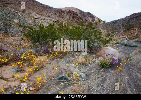 Zarte Frühlingsblumen in der Black Eagle Mine Road, Kalifornien Stockfoto