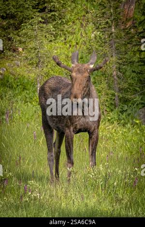 USA, Colorado, Cameron Pass. Bullenmoose Nahaufnahme. Stockfoto