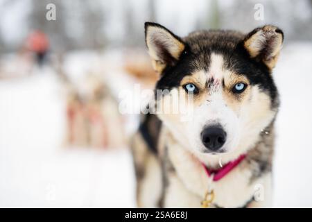 Blauäugige Huskyporträt aus der Nähe Stockfoto