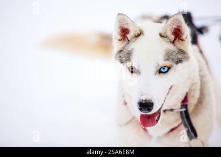 Porträt eines liebenswerten Huskyhundes mit einem hellblauen und einem braunen Auge Stockfoto