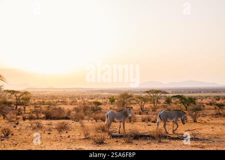 Samburu Special Five Grevys Zebras im wunderschönen Morgenlicht im Nationalpark in Kenia Stockfoto