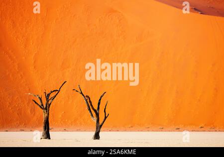Tote Kameldornbäume gegen rote Dünen in Deadvlei Namibia Stockfoto