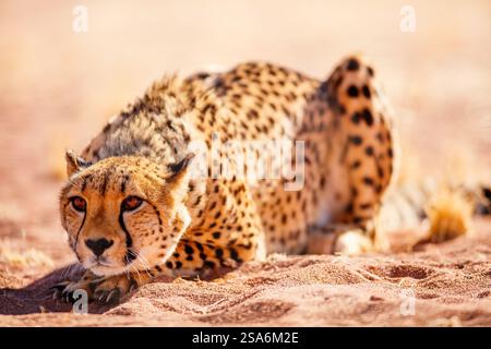 Nahaufnahme der schönen Geparden im Freien in natürlicher Umgebung Stockfoto