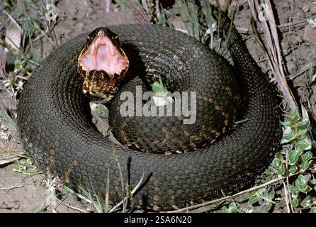 Westliche Baumwollmaulmaus (Agkistrodon piscivorus), allgemein bekannt als Wassermokassin, Aransas, Texas, USA. Stockfoto