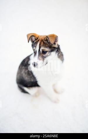 Porträt eines Husky-Welpen, der auf Schnee sitzt Stockfoto