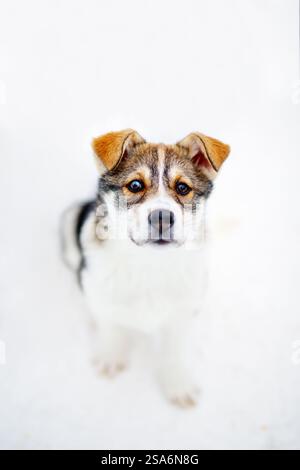 Porträt eines Husky-Welpen, der auf Schnee sitzt Stockfoto