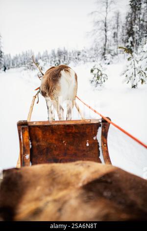 Rentiersafari im wunderschönen Winterwald im finnischen Lappland Stockfoto