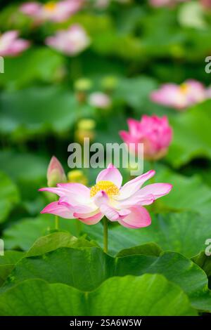 Wunderschöne rosa Lotusblüten im See Stockfoto