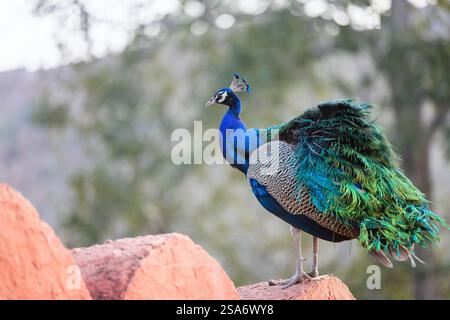 Männlicher Pfau am Ende der Paarungszeit in Indien Stockfoto