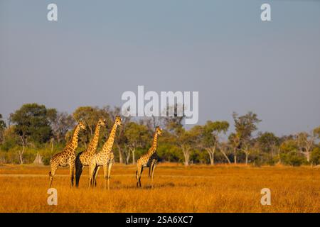 Eine Gruppe von Giraffen steht in der goldenen Savanne, umgeben von kargen Bäumen unter einem klaren blauen Himmel, die die riesige afrikanische Wildnis zeigen. Stockfoto