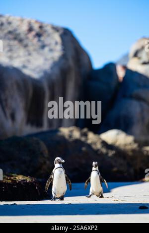 Zwei afrikanische Pinguine stehen an einem Sandstrand mit großen Felsbrocken im Hintergrund unter hellem Sonnenlicht. Stockfoto
