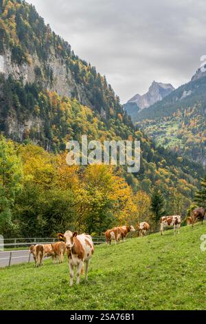 Viehweide auf der Weide bei Grindlewald, Schweiz, Europa. Stockfoto
