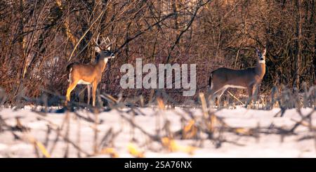 Ein Bock und ein Hirsch stehen auf einem schneebedeckten Maisfeld. Der Bock ist zehn Punkte und seine Seite ist gut beleuchtet im warmen Licht am späten Nachmittag. Stockfoto