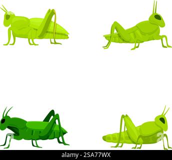 Sammlung von vier grünen Zeichentrickgrasschrecken, dargestellt in verschiedenen Positionen auf weißem Hintergrund. Set von Zeichentrick-Grashüpfern in verschiedenen Posen Stock Vektor