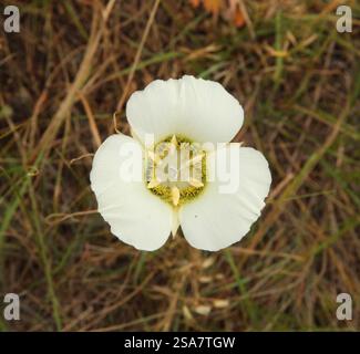 Die weiße Wildblume Mariposa Lily (Calochortus gunnisonii) von Gunnison in den Beartooth Mountains, Montana Stockfoto
