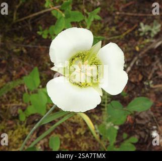 Die weiße Wildblume Mariposa Lily (Calochortus gunnisonii) von Gunnison in den Beartooth Mountains, Montana Stockfoto
