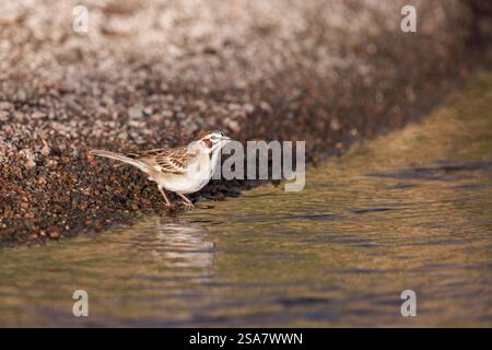 Ein Lark Sparrow findet an einem kleinen Bach Erfrischung. Stockfoto