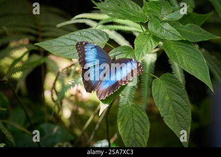 Blauer Morpho-Schmetterling, Morpho peleides sitzt auf der oberen Seite eines Blattes Stockfoto