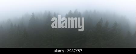Dicker Nebel bedeckt einen dunklen Wald von Douglasien im pazifischen Nordwesten. Feuchtes Wetter hält die einheimische Artenvielfalt gesund und deftig. Stockfoto